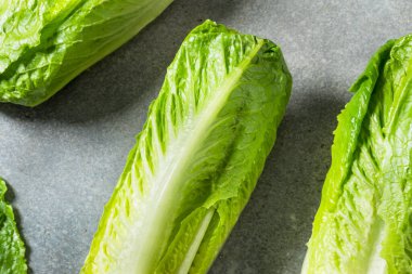 Organik Yeşil Romaine Marul Kafa Kesmeye Hazır