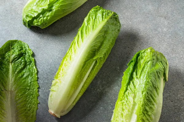 Organik Yeşil Romaine Marul Kafa Kesmeye Hazır