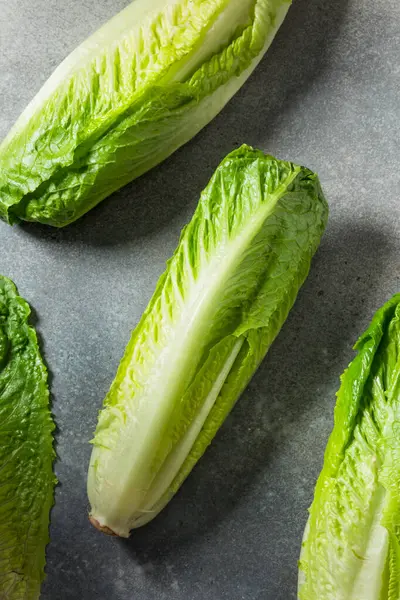 Organik Yeşil Romaine Marul Kafa Kesmeye Hazır