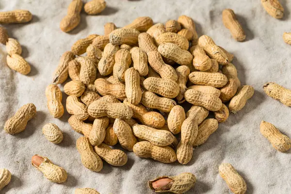 Kabukta soyulmamış çiğ organik fıstıklar yemeye hazır.