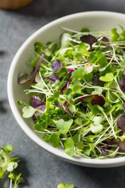 Organik Çiğ Yeşil Mikroçimler Bir kasede Yemeye Hazır
