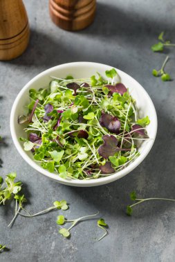 Organik Çiğ Yeşil Mikroçimler Bir kasede Yemeye Hazır