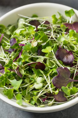 Organik Çiğ Yeşil Mikroçimler Bir kasede Yemeye Hazır