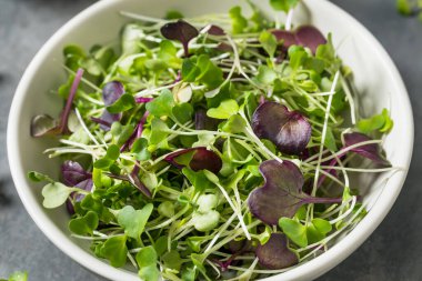 Organik Çiğ Yeşil Mikroçimler Bir kasede Yemeye Hazır