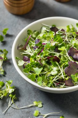 Organik Çiğ Yeşil Mikroçimler Bir kasede Yemeye Hazır