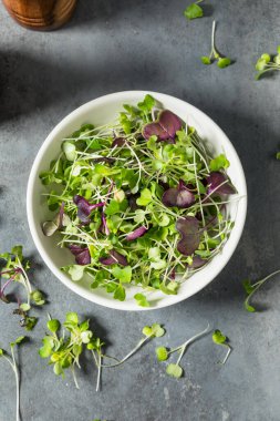Organik Çiğ Yeşil Mikroçimler Bir kasede Yemeye Hazır