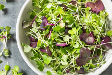 Organik Çiğ Yeşil Mikroçimler Bir kasede Yemeye Hazır