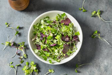 Organik Çiğ Yeşil Mikroçimler Bir kasede Yemeye Hazır
