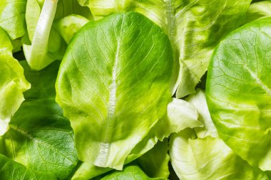 Çiğ Yeşil Organik Butterhead Marul Yemeye Hazır