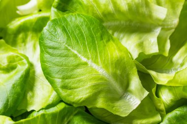 Çiğ Yeşil Organik Butterhead Marul Yemeye Hazır