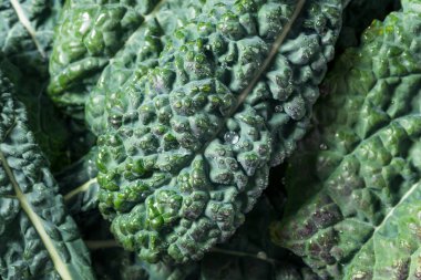 Organik Çiğ Yeşil Lacinato Dinozor Kalesi