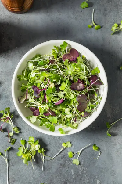 Organik Çiğ Yeşil Mikroçimler Bir kasede Yemeye Hazır
