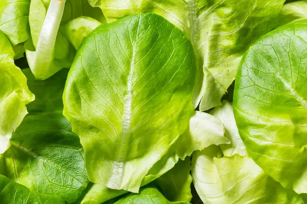 Çiğ Yeşil Organik Butterhead Marul Yemeye Hazır