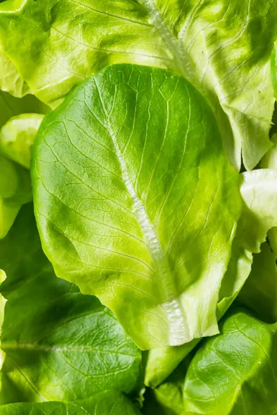Çiğ Yeşil Organik Butterhead Marul Yemeye Hazır