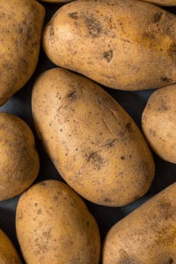 Bir demet çiğ organik kahverengi Russet patatesleri