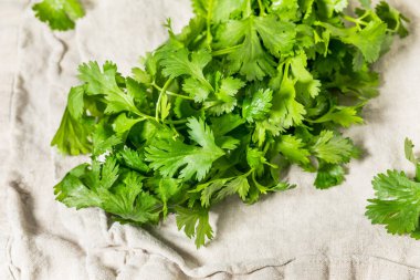 Bir demet organik çiğ yeşil Cilantro Bitkisi