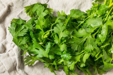 Bir demet organik çiğ yeşil Cilantro Bitkisi