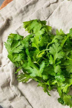 Bir demet organik çiğ yeşil Cilantro Bitkisi
