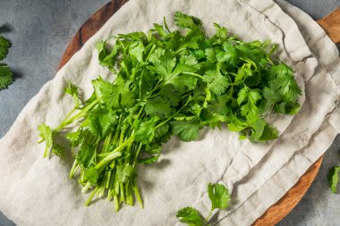 Bir demet organik çiğ yeşil Cilantro Bitkisi