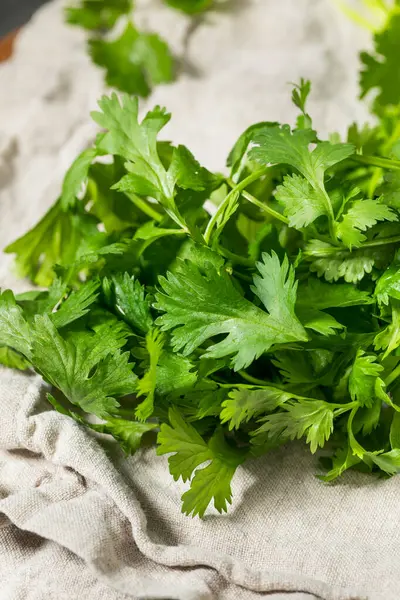 Bir demet organik çiğ yeşil Cilantro Bitkisi