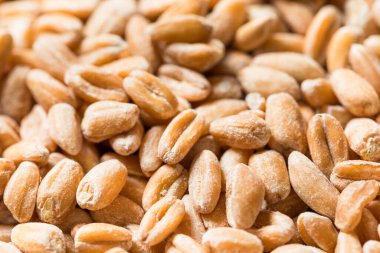 Organik Çiğ Farro Tanesi Kasede