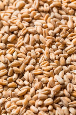 Organik Çiğ Farro Tanesi Kasede
