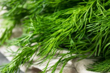 Pişirmek için Çiğ Organik Yeşil Dill Bitkisi