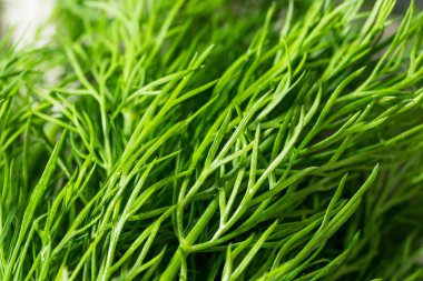 Pişirmek için Çiğ Organik Yeşil Dill Bitkisi