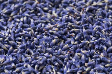 Çiğ Mor Organik Lavanta Bitkileri Yemek Pişirmek İçin Bir Kasede