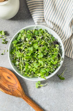 Bir kasede çiğ organik mikro yeşil filizler.