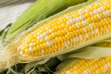 Çiğ organik mısır kabuğundaki mısır.