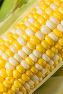 Çiğ organik mısır kabuğundaki mısır.