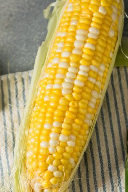 Çiğ organik mısır kabuğundaki mısır.
