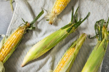 Çiğ organik mısır kabuğundaki mısır.