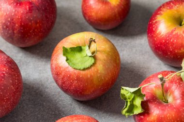 Organic Healthy Autumn Red Jonagold Apples in a Bunch