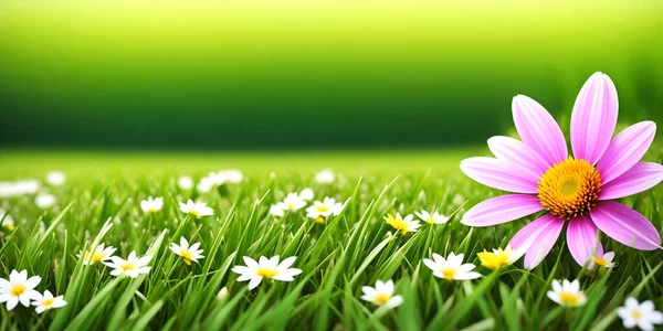 Spring landscape, blossoming field with green grass, white chamomiles and one big pink flower. Nature illustration