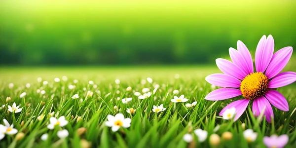 Spring landscape, blossoming field with green grass, white chamomiles and one big pink flower. Nature illustration.