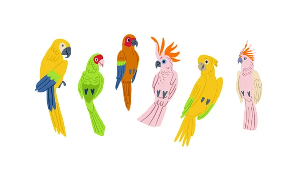 フラットデザインのベクター鳥アイコンセット 人気の鳥類コレクション 白にフラットデザインのエキゾチックな鳥 ベクトルイラスト — ストックベクタ