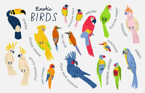 Mega collection of exotic birds with titles. Cockatoo, macaw, parrot, white cockatoo, sun conure, golden conure, Gouldian finch, toucan, bee-eater, rainbow lorikeet, Kingfisher. Birds illustrations