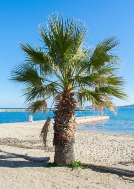 Palm tree on the beach of Port Grimaud day time