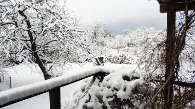 Bahçede taze kar, ağaçlar beyaz kış manzaralı.