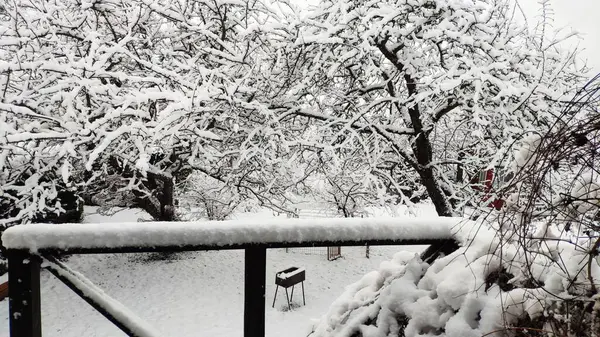 Φρέσκο Χιόνι Στον Κήπο Δέντρα — Φωτογραφία Αρχείου