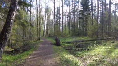 Ormanda gün boyunca yürürken yeşil ağaçlar hiç kimse güzel bir gün geçirmez doğa.