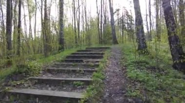 Ormanda gün boyunca yürürken yeşil ağaçlar hiç kimse güzel bir gün geçirmez doğa.