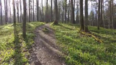 Ormanda gün boyunca yürürken yeşil ağaçlar hiç kimse güzel bir gün geçirmez doğa.