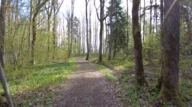 Ormanda gün boyunca yürürken yeşil ağaçlar hiç kimse güzel bir gün geçirmez doğa.