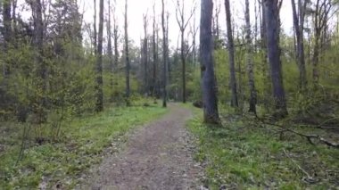 Ormanda gün boyunca yürürken yeşil ağaçlar hiç kimse güzel bir gün geçirmez doğa.