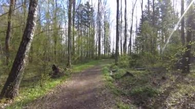 Ormanda gün boyunca yürürken yeşil ağaçlar hiç kimse güzel bir gün geçirmez doğa.