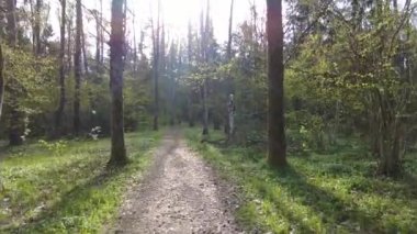 Ormanda gün boyunca yürürken yeşil ağaçlar hiç kimse güzel bir gün geçirmez doğa.