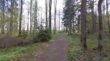 Ormanda gün boyunca yürürken yeşil ağaçlar hiç kimse güzel bir gün geçirmez doğa.